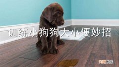 训练小狗狗大小便妙招