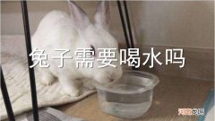 兔子需要喝水吗