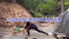 你追我逃我们都插翅难飞是什么梗