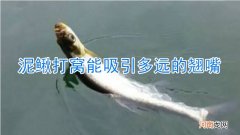 泥鳅打窝能吸引多远的翘嘴