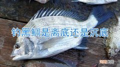 钓黑鲷是离底还是沉底