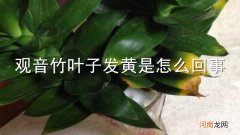 观音竹叶子发黄是怎么回事