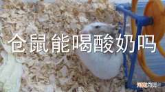 仓鼠能喝酸奶吗