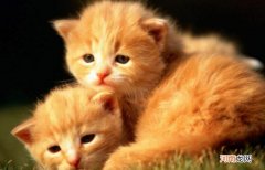 单独养母猫需要绝育吗