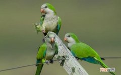 和尚鹦鹉会说话吗