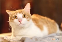 大猫会咬死新来小猫吗