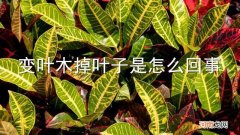 变叶木掉叶子是怎么回事
