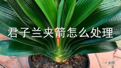 君子兰夹箭怎么处理