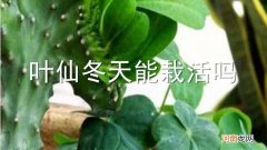 叶仙冬天能栽活吗