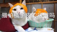 猫怕橘子皮的味道吗