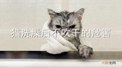 猫洗澡后不吹干的危害