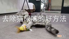 去除猫尿味的好方法