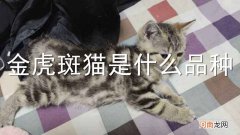 金虎斑猫是什么品种