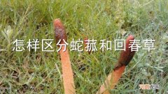 怎样区分蛇菰和回春草