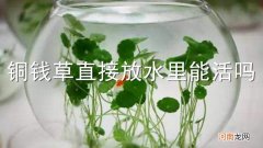 铜钱草直接放水里能活吗