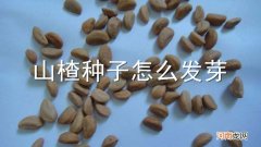 山楂种子怎么发芽