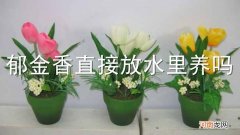 郁金香直接放水里养吗
