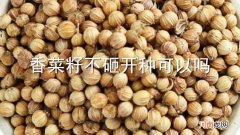 香菜籽不砸开种可以吗