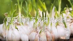 夏天蒜瓣不发芽的原因