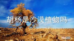 胡杨是沙漠植物吗