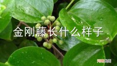 金刚藤长什么样子