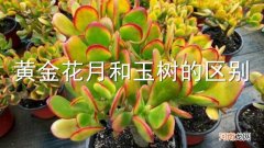 黄金花月和玉树的区别