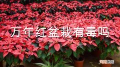 万年红盆栽有毒吗