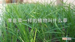 像韭菜一样的植物叫什么草