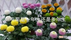乒乓菊是一年生还是多年生
