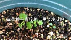 草莓种子直接种土里会发芽吗