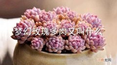 梦幻玫瑰多肉又叫什么