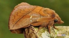 枯叶蛾和枯叶蝶的区别