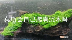 莫斯会自己爬满沉木吗