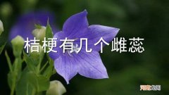 桔梗有几个雌蕊