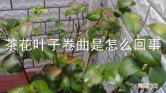 茶花叶子卷曲是怎么回事