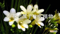 小苍兰属于什么植物