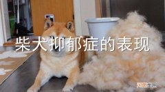 柴犬抑郁症的表现