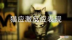 猫应激反应表现