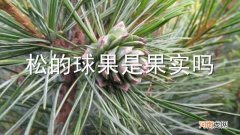 松的球果是果实吗