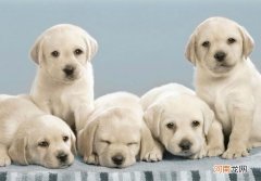 狗狗吐黄色的液体是怎么回事