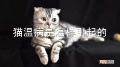 猫温病是怎样引起的