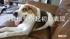 狗脊椎受伤起初的表现