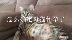 怎么确定母猫怀孕了