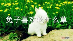 兔子喜欢吃什么草