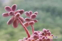 多肉可以水培么