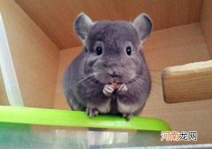 龙猫和仓鼠的区别