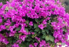 簕杜鹃和三角梅有什么区别