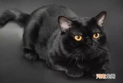 孟买猫和黑猫的区别