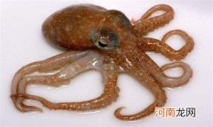 章鱼足开水下锅还是冷水