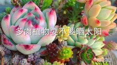 多肉植物要不要晒太阳